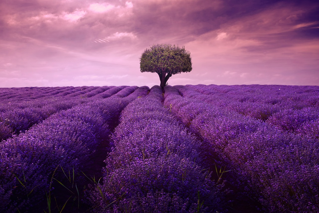 240616 Lavendel in de Provence