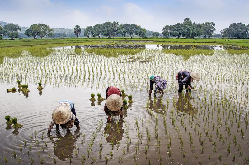 rijstvelden met plukkende boeren in vietnam.